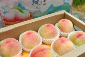 桃子电商平台怎么样 - 桃子电商平台怎么样啊