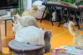 猫商学院 - 猫客学院