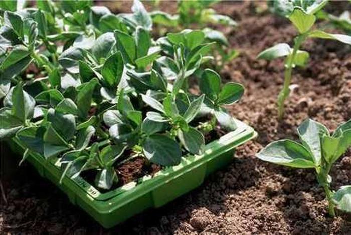 揭秘电商平台假苗木（买了假苗木去哪投诉）