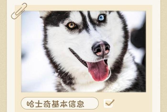 哈士奇电商插件官网 - 哈士奇电商插件官网下载 哈士奇电商插件官网 - 哈士奇电商插件官网下载