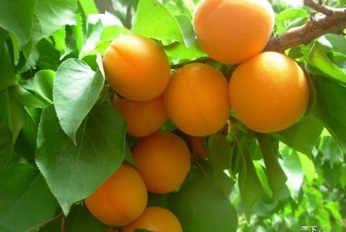 万全云 - 万全云松雾柳庄园 万全云 - 万全云松雾柳庄园