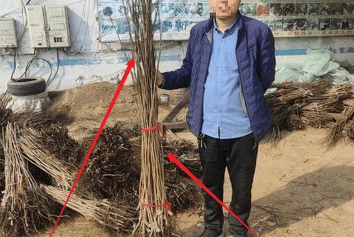 揭秘电商平台假苗木（买了假苗木去哪投诉）