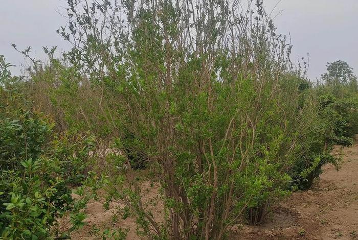 假苗木案例 - 苗木假植方案 假苗木案例 - 苗木假植方案