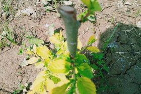 网上买到假树苗打官司败诉 网上来买到假树苗怎么处理