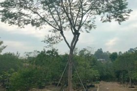 电商平台假苗木陷阱；揭秘电商平台假苗木