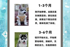 哈士奇插件上架时间（哈士奇插件上架时间查询）