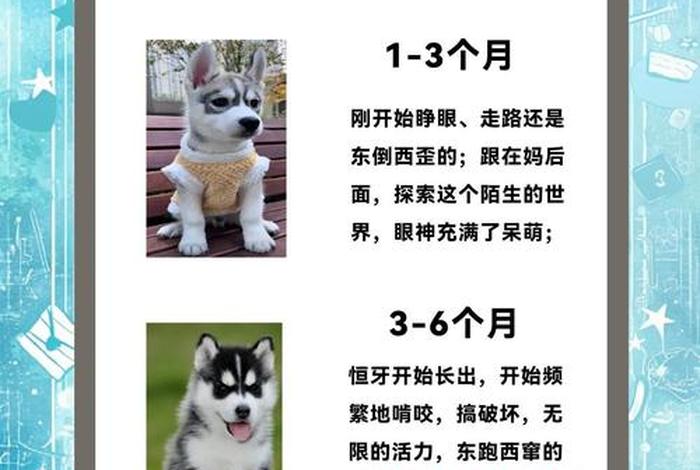 哈士奇插件上架时间(哈士奇插件上架时间查询) 哈士奇插件上架时间(哈士奇插件上架时间查询)