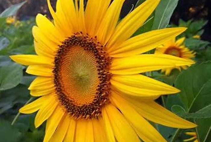 上海向日葵电商物流园、上海向日葵电商物流园·海尔物流华东中心 上海向日葵电商物流园、上海向日葵电商物流园·海尔物流华东中心