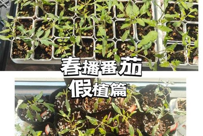 电商平台假苗木陷阱视频;揭秘电商平台假苗木 电商平台假苗木陷阱视频;揭秘电商平台假苗木