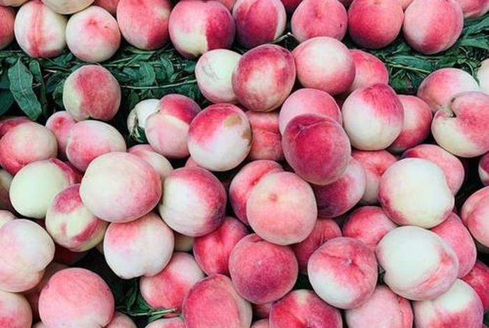 桃子电商平台客服电话 桃子电商平台客服电话是多少 桃子电商平台客服电话 桃子电商平台客服电话是多少