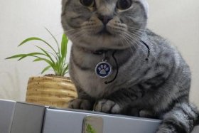 小虎浏览器手机版官网、小虎浏览器手机版官网下载