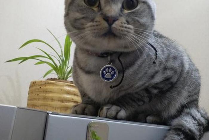 小虎浏览器手机版官网、小虎浏览器手机版官网下载 小虎浏览器手机版官网、小虎浏览器手机版官网下载