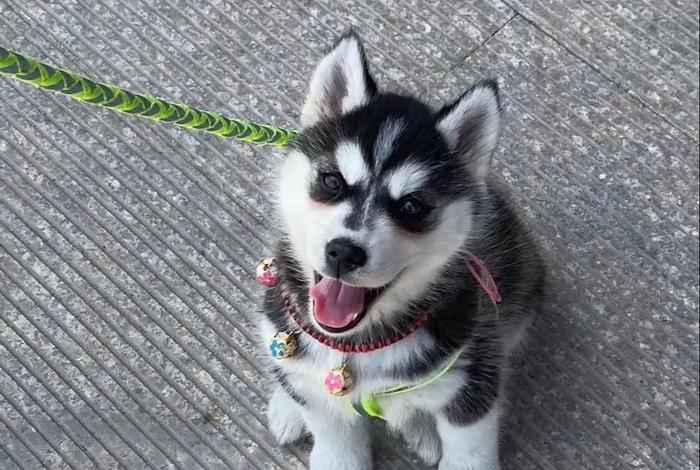 抖音哈士奇插件在哪下载,抖音哈士奇插件在哪下载的 抖音哈士奇插件在哪下载,抖音哈士奇插件在哪下载的