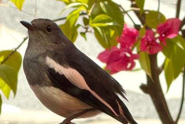 小笨鸟官网;小笨鸟网络跨境平台 小笨鸟官网;小笨鸟网络跨境平台