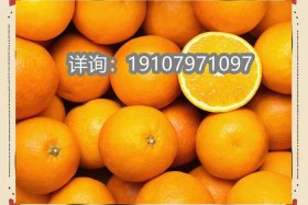 C2c电商平台赣南脐橙（c2c电商平台赣南脐橙销售）