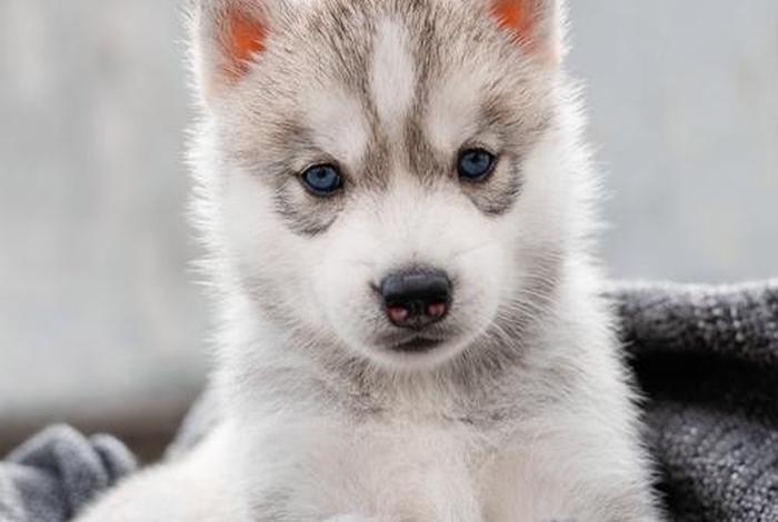 哈士奇电商插件下载链接，哈士奇电商插件下载链接安装