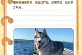 哈士奇电商app下载（哈士奇电商app下载官网）