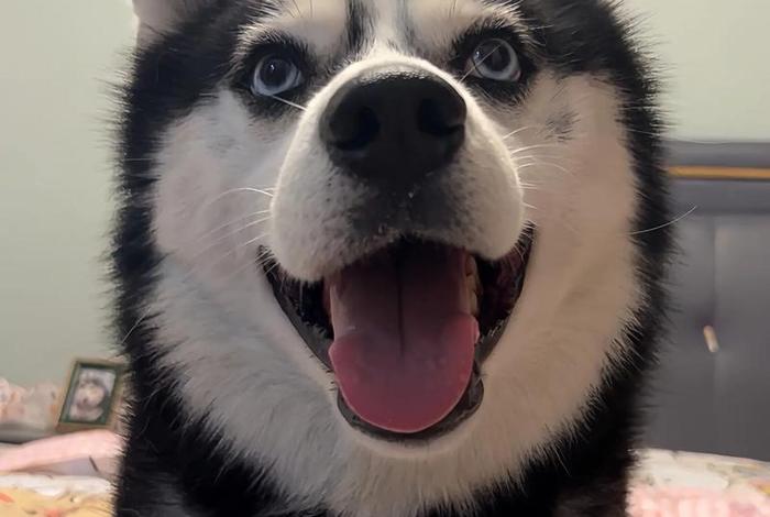 哈士奇插件官网手机端 - 哈士奇插件官网手机端下载 哈士奇插件官网手机端 - 哈士奇插件官网手机端下载