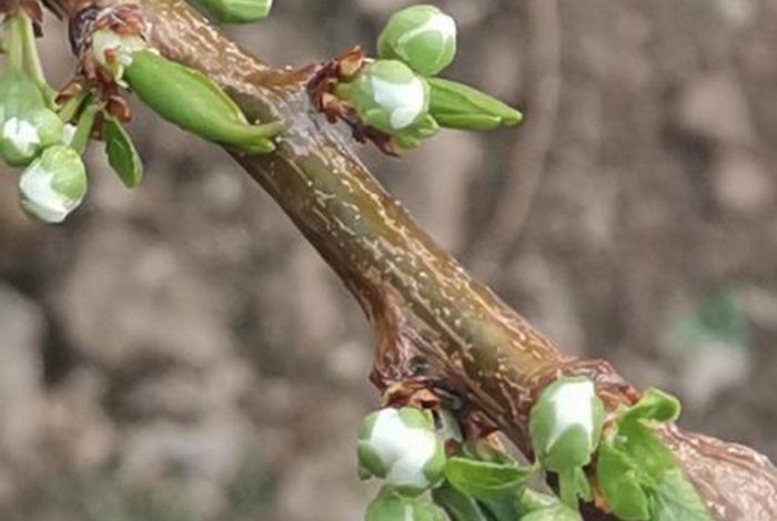 网上买的假树苗，网上买的假树苗怎么赔偿