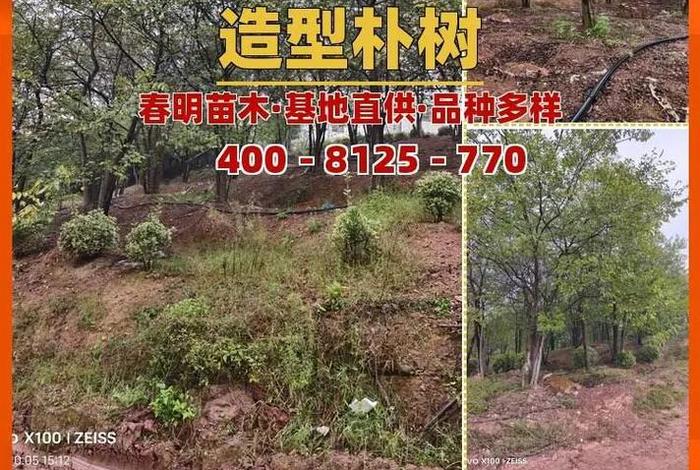 买了假苗木去哪投诉;买了假苗木去哪投诉最有效 买了假苗木去哪投诉;买了假苗木去哪投诉最有效