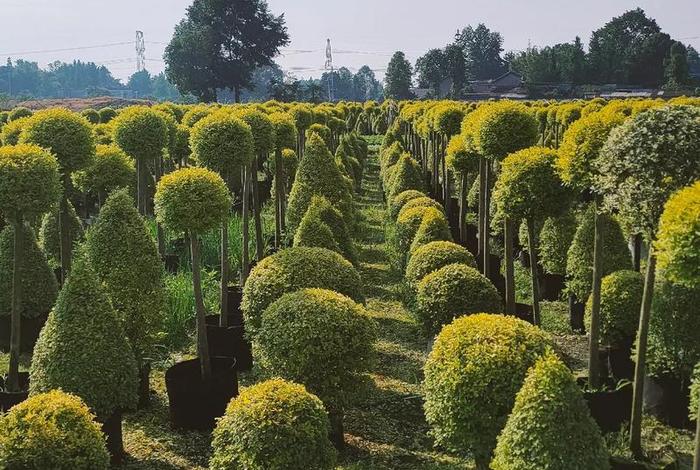 假苗木基地(买了假苗木去哪投诉) 假苗木基地(买了假苗木去哪投诉)