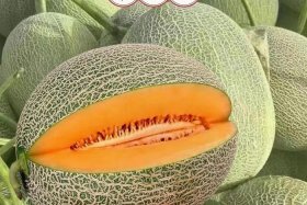 新疆哈密瓜在电商平台；新疆哈密瓜基地在哪里？