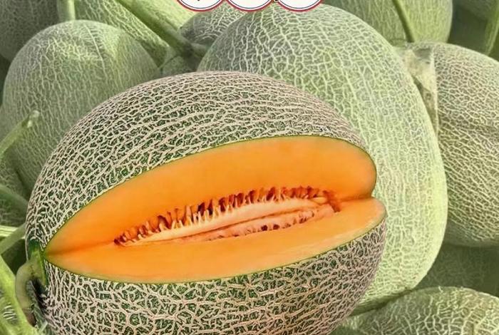 新疆哈密瓜在电商平台;新疆哈密瓜基地在哪里? 新疆哈密瓜在电商平台;新疆哈密瓜基地在哪里?