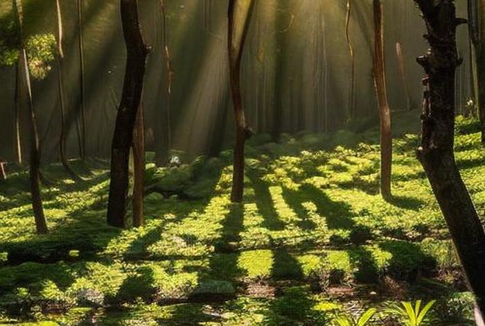 电商森林背景图 - 电商背景图素材 电商森林背景图 - 电商背景图素材