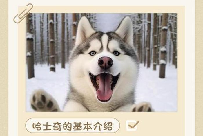 哈士奇电商插件下载链接，哈士奇电商插件下载链接安装