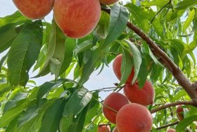 桃子商贸有限公司 - 桃子科技有限公司怎么样