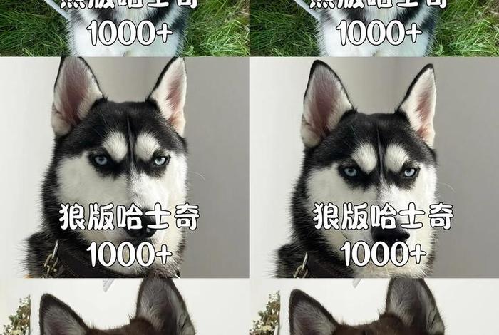 淘宝哈士奇插件怎么不能用了；淘宝哈士奇插件怎么不能用了呢