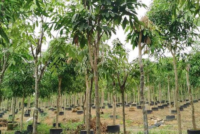 网上买的假树苗都是什么苗,网上买的假树苗都是什么苗种 网上买的假树苗都是什么苗,网上买的假树苗都是什么苗种