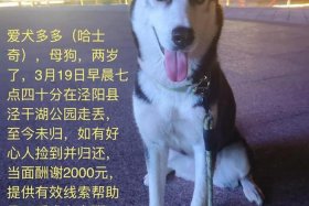 哈士奇电商插件网址获取、哈士奇插件官网