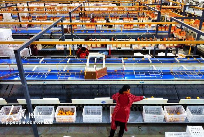 电商播种式分拣 - 电商播种式分拣如何提高工作效率