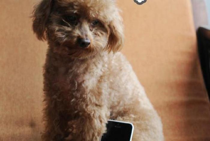 小虎浏览器手机版官网、小虎浏览器手机版官网下载 小虎浏览器手机版官网、小虎浏览器手机版官网下载