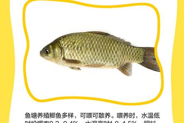 电商鱼塘运营方案 如何经营鱼塘营销案例 电商鱼塘运营方案 如何经营鱼塘营销案例
