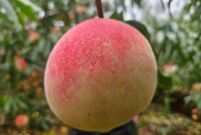 大桃子电商平台 大桃子电商平台官网