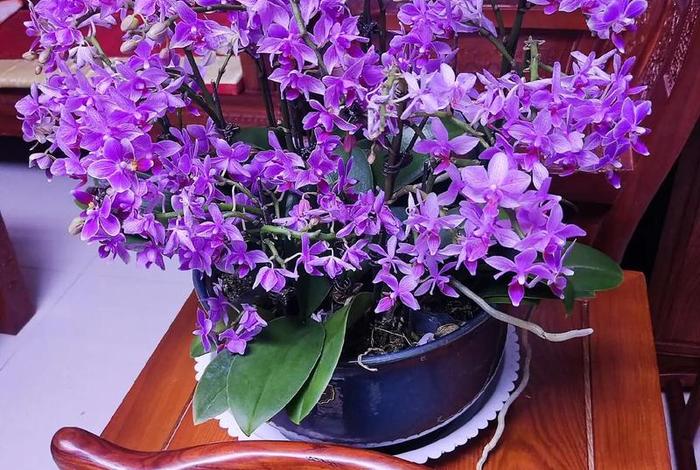 红商花娟彭川卫 红商花娟彭川卫
