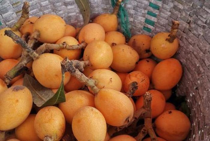 电商服务站卖枇杷的创新、电商卖枇杷怎么卖的 电商服务站卖枇杷的创新、电商卖枇杷怎么卖的