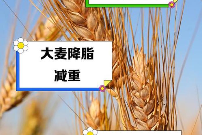 大麦电商是哪里的 - 大麦属于什么电商平台 大麦电商是哪里的 - 大麦属于什么电商平台
