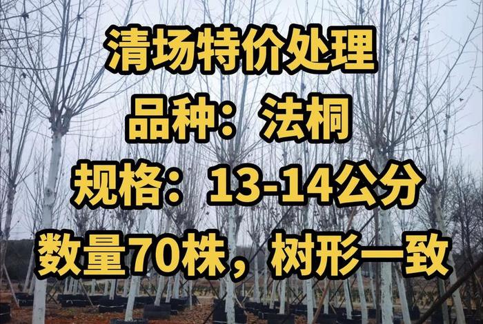 网上买的假苗木怎么处理、网上买的假苗木怎么处理好