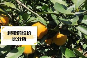 碧橙电商骗局；碧橙电商骗局是真的吗