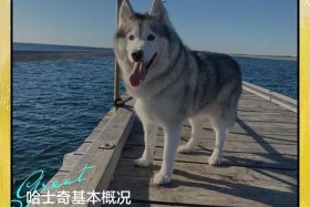 哈士奇电商插件下载官网哈士奇官方正版 哈士奇插件手机版