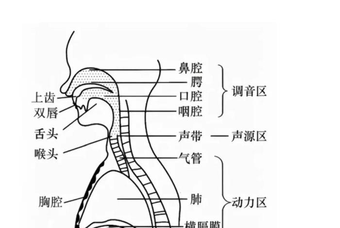 新手怎么学唱歌 新手怎么学唱歌入门 新手怎么学唱歌 新手怎么学唱歌入门