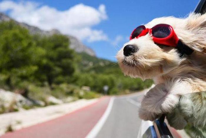 小笨鸟跨境电商平台缺点,小笨鸟网络跨境平台 小笨鸟跨境电商平台缺点,小笨鸟网络跨境平台