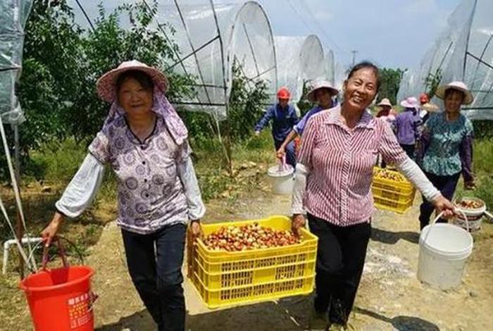 农村水果销售渠道 - 农村水果销售渠道分析 农村水果销售渠道 - 农村水果销售渠道分析