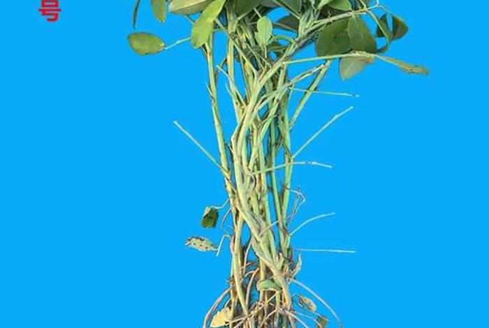 商花；商花33花生介绍