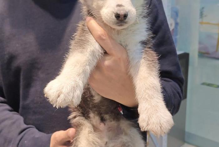 哈士奇插件上架时间(哈士奇插件上架时间查询) 哈士奇插件上架时间(哈士奇插件上架时间查询)