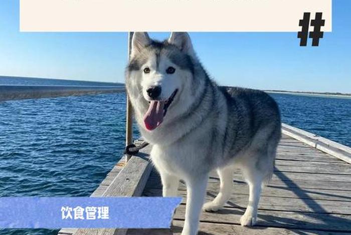 哈士奇插件还能用吗、哈士奇插件还能用吗怎么用 哈士奇插件还能用吗、哈士奇插件还能用吗怎么用