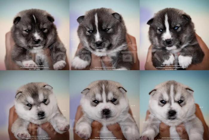 哈士奇电商插件 哈士奇电商插件官网 哈士奇电商插件 哈士奇电商插件官网